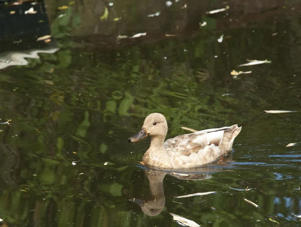 Canal Garden Apartment Staywell 阿姆斯特丹